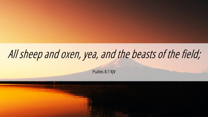 Picture 06 - Psalms 8:7 KJV Desktop Wallpaper - All sheep and oxen, yea, and the beasts of the - Desktop Bible Verse Wallpaper