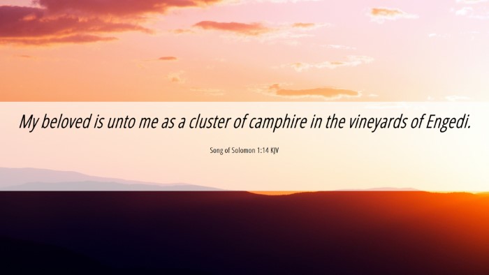 Picture 06 - Song of Solomon 1:14 KJV Desktop Wallpaper - My beloved is unto me as a cluster of camphire in - Desktop Bible Verse Wallpaper