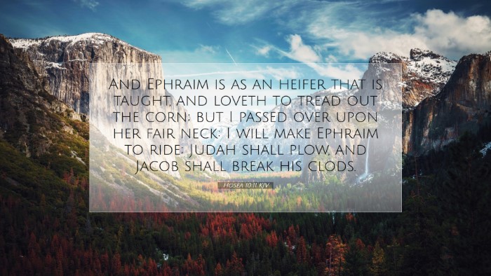 Picture 07 - Hosea 10:11 KJV Desktop Wallpaper - And Ephraim is as an heifer that is taught, and - Desktop Bible Verse Wallpaper