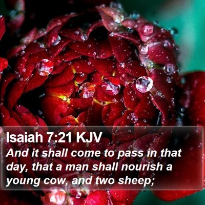 Isaiah 7:21 KJV Bible Verse Image