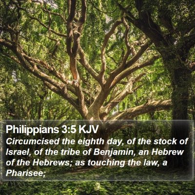 Philippians 3:5 KJV Bible Verse Image