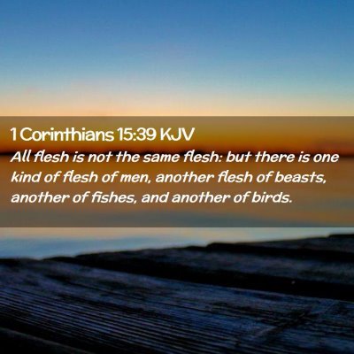 Picture 02 - 1 Corinthians 15:39 KJV - All flesh is not the same flesh: but there is one - Bible Verse Picture