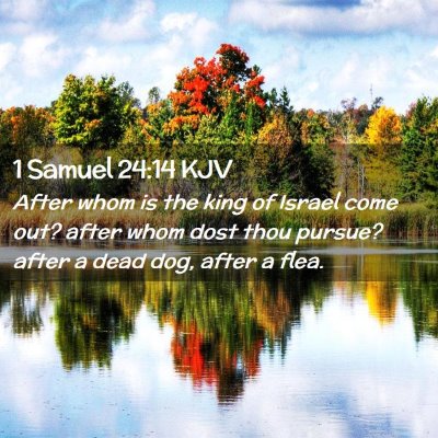 Picture 02 - 1 Samuel 24:14 KJV - After whom is the king of Israel come out? after - Bible Verse Picture