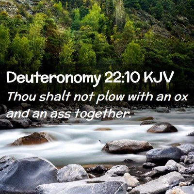 Picture 02 - Deuteronomy 22:10 KJV - Thou shalt not plow with an ox and an ass - Bible Verse Picture