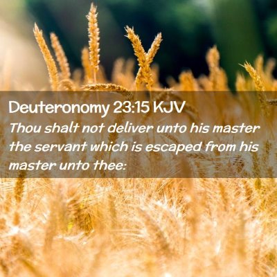 Picture 02 - Deuteronomy 23:15 KJV - Thou shalt not deliver unto his master the - Bible Verse Picture