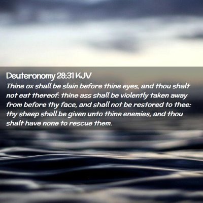 Picture 02 - Deuteronomy 28:31 KJV - Thine ox shall be slain before thine eyes, and - Bible Verse Picture