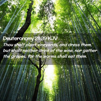 Picture 02 - Deuteronomy 28:39 KJV - Thou shalt plant vineyards, and dress them, but - Bible Verse Picture