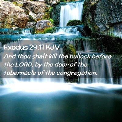 Picture 02 - Exodus 29:11 KJV - And thou shalt kill the bullock before the LORD, - Bible Verse Picture