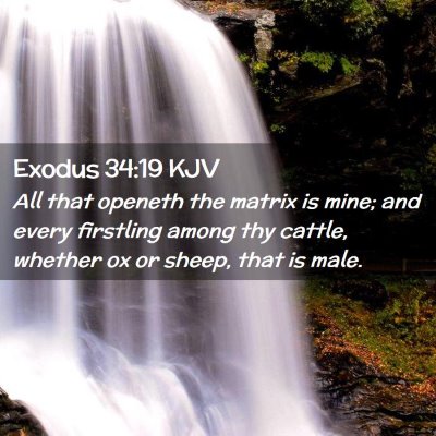 Picture 02 - Exodus 34:19 KJV - All that openeth the matrix is mine; and every - Bible Verse Picture