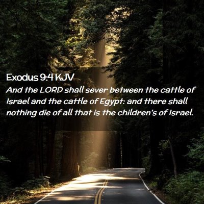 Picture 02 - Exodus 9:4 KJV - And the LORD shall sever between the cattle of - Bible Verse Picture