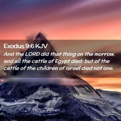 Picture 02 - Exodus 9:6 KJV - And the LORD did that thing on the morrow, and - Bible Verse Picture