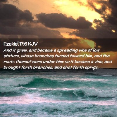 Picture 02 - Ezekiel 17:6 KJV - And it grew, and became a spreading vine of low - Bible Verse Picture