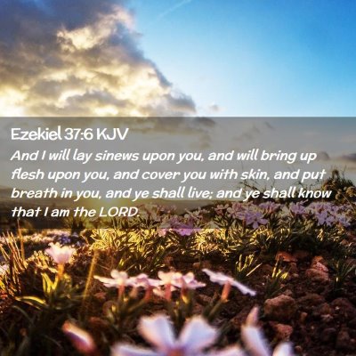 Picture 02 - Ezekiel 37:6 KJV - And I will lay sinews upon you, and will bring up - Bible Verse Picture