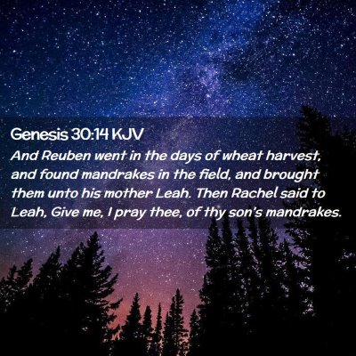 Picture 02 - Genesis 30:14 KJV - And Reuben went in the days of wheat harvest, and - Bible Verse Picture