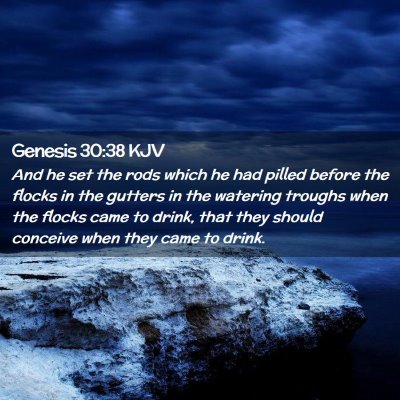 Picture 02 - Genesis 30:38 KJV - And he set the rods which he had pilled before - Bible Verse Picture