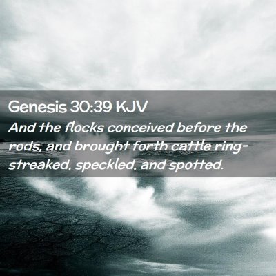 Picture 02 - Genesis 30:39 KJV - And the flocks conceived before the rods, and - Bible Verse Picture