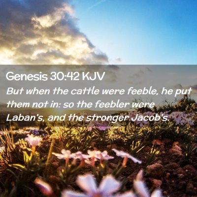 Picture 02 - Genesis 30:42 KJV - But when the cattle were feeble, he put them not - Bible Verse Picture