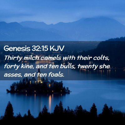Picture 02 - Genesis 32:15 KJV - Thirty milch camels with their colts, forty kine, - Bible Verse Picture
