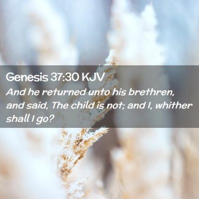 Picture 02 - Genesis 37:30 KJV - And he returned unto his brethren, and said, The - Bible Verse Picture