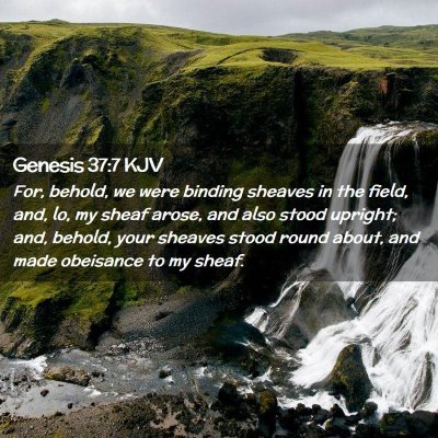 Picture 02 - Genesis 37:7 KJV - For, behold, we were binding sheaves in the - Bible Verse Picture