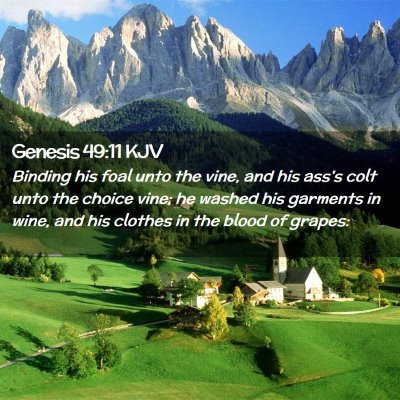 Picture 02 - Genesis 49:11 KJV - Binding his foal unto the vine, and his ass's - Bible Verse Picture