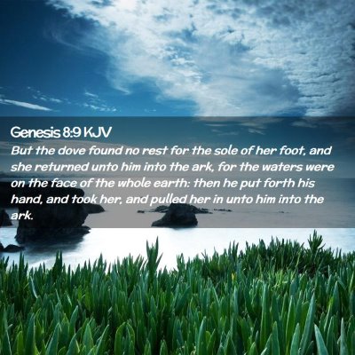 Picture 02 - Genesis 8:9 KJV - But the dove found no rest for the sole of her - Bible Verse Picture