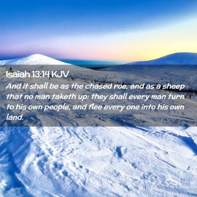 Picture 02 - Isaiah 13:14 KJV - And it shall be as the chased roe, and as a sheep - Bible Verse Picture