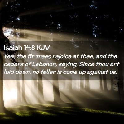 Picture 02 - Isaiah 14:8 KJV - Yea, the fir trees rejoice at thee, and the - Bible Verse Picture