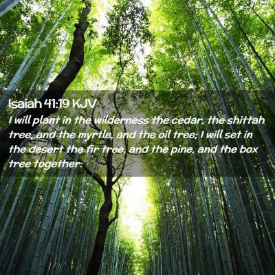 Picture 02 - Isaiah 41:19 KJV - I will plant in the wilderness the cedar, the - Bible Verse Picture
