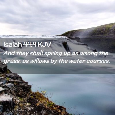 Picture 02 - Isaiah 44:4 KJV - And they shall spring up as among the grass, as - Bible Verse Picture