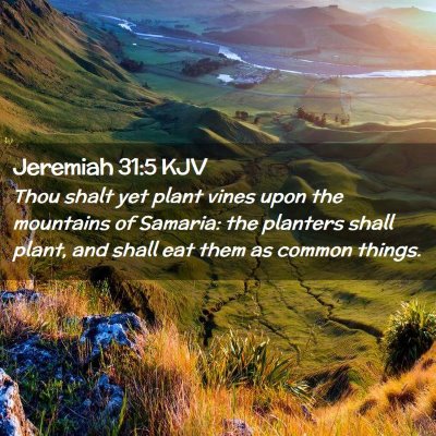 Picture 02 - Jeremiah 31:5 KJV - Thou shalt yet plant vines upon the mountains of - Bible Verse Picture