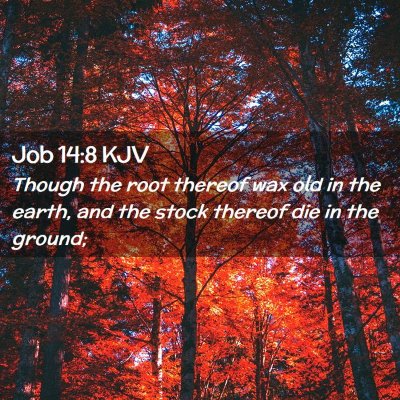 Picture 02 - Job 14:8 KJV - Though the root thereof wax old in the earth, and - Bible Verse Picture