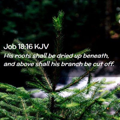 Picture 02 - Job 18:16 KJV - His roots shall be dried up beneath, and above - Bible Verse Picture