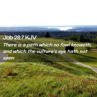 Picture 02 - Job 28:7 KJV - There is a path which no fowl knoweth, and which - Bible Verse Picture