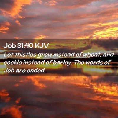 Picture 02 - Job 31:40 KJV - Let thistles grow instead of wheat, and cockle - Bible Verse Picture