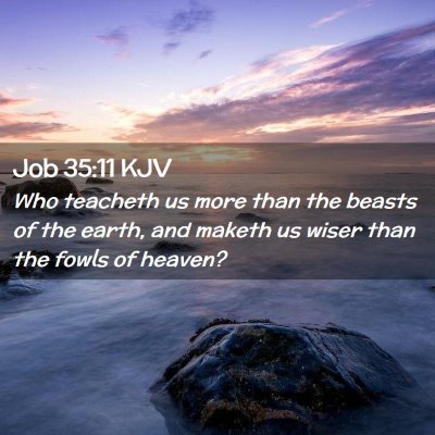 Picture 02 - Job 35:11 KJV - Who teacheth us more than the beasts of the - Bible Verse Picture
