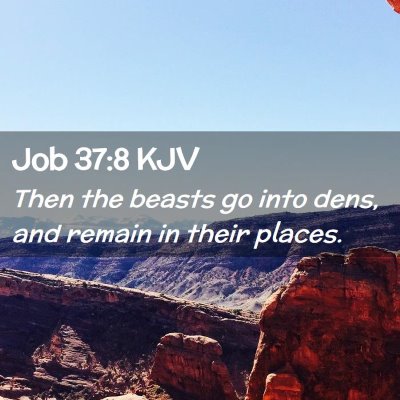 Picture 02 - Job 37:8 KJV - Then the beasts go into dens, and remain in their - Bible Verse Picture