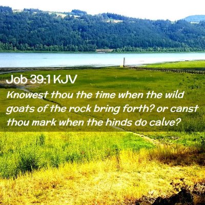 Picture 02 - Job 39:1 KJV - Knowest thou the time when the wild goats of the - Bible Verse Picture
