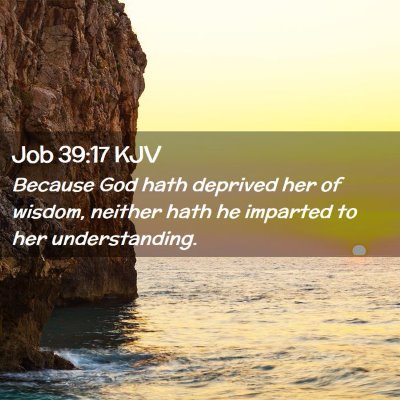 Picture 02 - Job 39:17 KJV - Because God hath deprived her of wisdom, neither - Bible Verse Picture