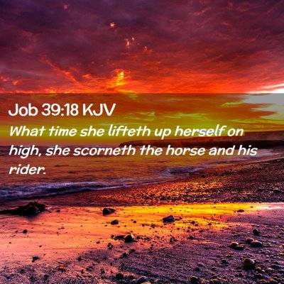 Picture 02 - Job 39:18 KJV - What time she lifteth up herself on high, she - Bible Verse Picture