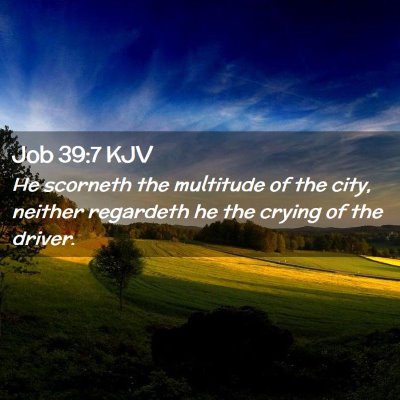 Picture 02 - Job 39:7 KJV - He scorneth the multitude of the city, neither - Bible Verse Picture