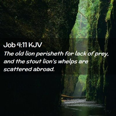 Picture 02 - Job 4:11 KJV - The old lion perisheth for lack of prey, and the - Bible Verse Picture