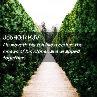 Picture 02 - Job 40:17 KJV - He moveth his tail like a cedar: the sinews of - Bible Verse Picture