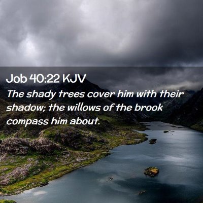 Picture 02 - Job 40:22 KJV - The shady trees cover him with their shadow; the - Bible Verse Picture