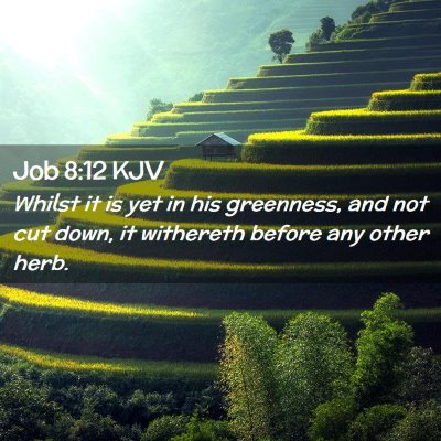 Picture 02 - Job 8:12 KJV - Whilst it is yet in his greenness, and not cut - Bible Verse Picture
