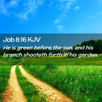 Picture 02 - Job 8:16 KJV - He is green before the sun, and his branch - Bible Verse Picture