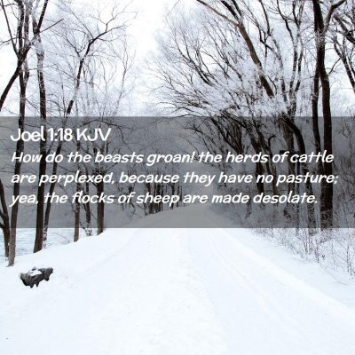 Picture 02 - Joel 1:18 KJV - How do the beasts groan! the herds of cattle are - Bible Verse Picture
