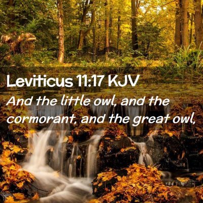 Picture 02 - Leviticus 11:17 KJV - And the little owl, and the cormorant, and the - Bible Verse Picture