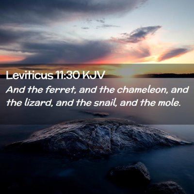 Picture 02 - Leviticus 11:30 KJV - And the ferret, and the chameleon, and the - Bible Verse Picture