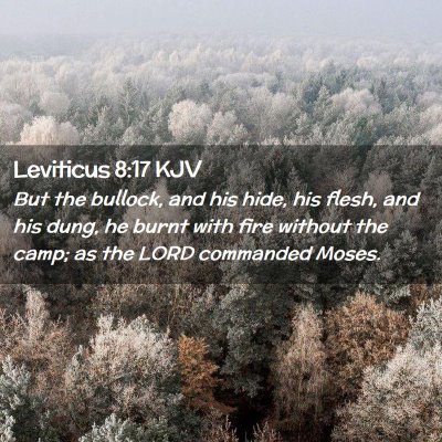 Picture 02 - Leviticus 8:17 KJV - But the bullock, and his hide, his flesh, and his - Bible Verse Picture